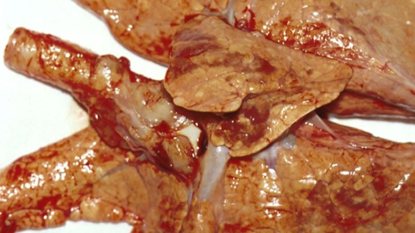 Rycina 7: Zapalenie śr&oacute;dmiąższowe oskrzeli spowodowane przez PRCV
