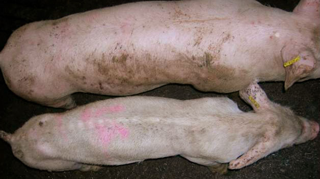 Zwierzę z&nbsp; PMWS
