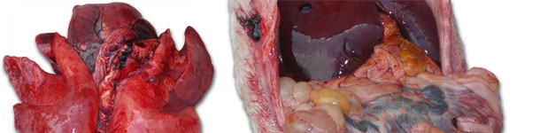 Silne przekrwienie płuc i zapalenie jelit z powiększeniem węzł&oacute;w chłonnych krezkowych.