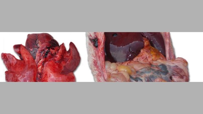 Silne przekrwienie płuc i zapalenie jelit z powiększeniem węzłów chłonnych krezkowych.