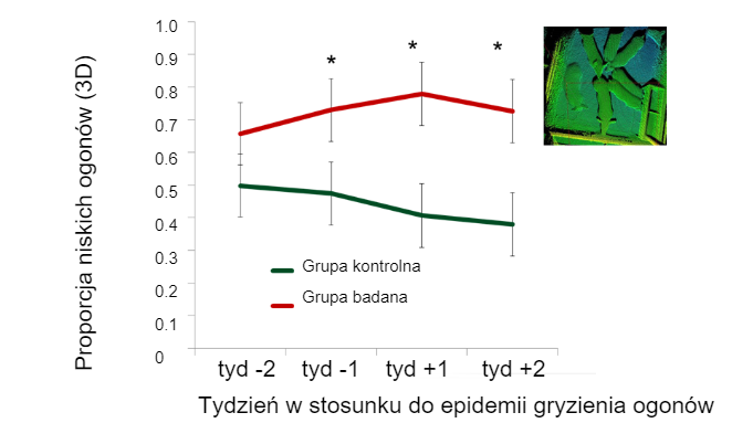 Rysunek 2.&nbsp;Odsetek "niskich ogon&oacute;w" według tygodnia poprzedzającego wybuch kanibalizmu
