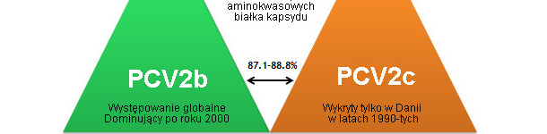 Gł&oacute;wne genotypy PCV2 i ich pokrewieństwo na podstawie analizy białka kapsydu