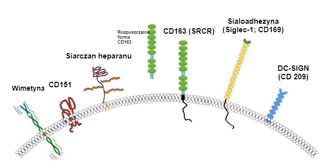 Ryc. 2. Ilustracja receptor&oacute;w og&oacute;lnie uznawanych za związane z PRRSV

Źr&oacute;dło: Zhang, Q., Yoo, D. (2015)
