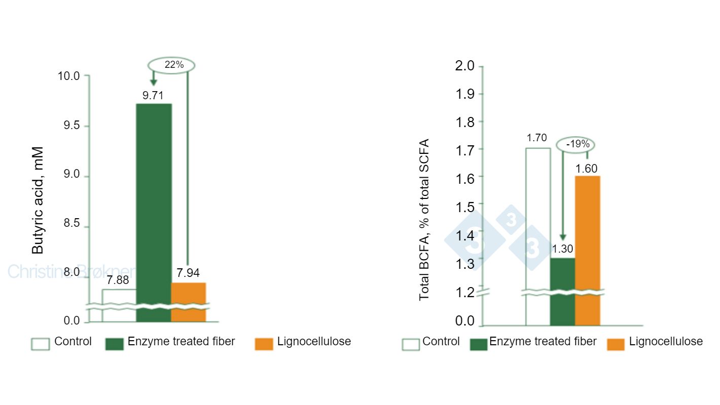 Wykres 1. Kontrola = brak błonnika, Wł&oacute;kno potraktowane enzymem = rozpuszczalny NSP, Lignoceluloza = nierozpuszczalny NSP. (A) Produkcja kwasu masłowego wzrasta o 22% u prosiąt (15 kg) podczas fermentacji rozpuszczalnych wł&oacute;kien. (B) Fermentacja białek zmniejszona o 19% u prosiąt (15 kg) podczas fermentacji rozpuszczalnych wł&oacute;kien. SCFA = kr&oacute;tkołańcuchowe kwasy tłuszczowe, BCFA = rozgałęzione kwasy tłuszczowe.
