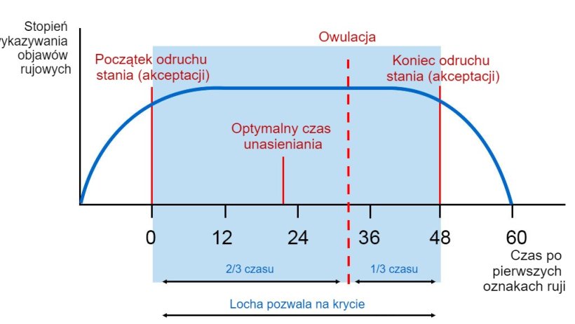 Graficzne przedstawienie odruchu stania, owulacji i optymalnego czasu unasieniania&nbsp;u lochy z 60-godzinną rują.
Źr&oacute;dło: Carles Casanovas.
