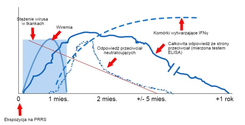 Schemat wykrywania wirus&oacute;w i przeciwciał po ekspozycji na PRRS: poniższy wykres przedstawia zmiany stężenia (oś Y) w czasie (oś X) r&oacute;żnych analit&oacute;w używanych w testach. Po ekspozycji na wirusa PRRS we krwi świń znajduje się wirus (wiremia), kt&oacute;ry często utrzymuje się od 2 do 4 tygodni, w zależności od wieku i stanu odporności świni. Serokonwersja (wykrywanie przeciwciał) zwykle występuje w okresie od 7 do 10 dni po ekspozycji i utrzymuje się przez kilka miesięcy, zanim zwierzę stanie się seronegatywna. Przeciwciała neutralizujące pojawiają się od 4 do 6 tygodni po ekspozycji (L&oacute;pez i Osorio, 2004).
