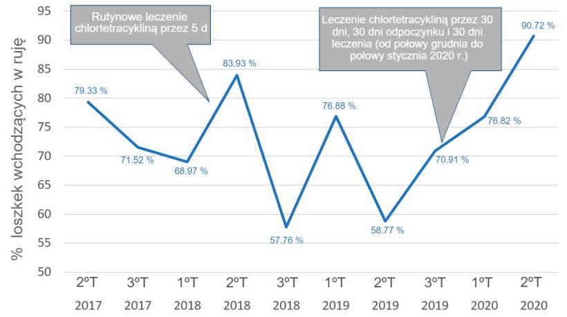Rysunek 1.Wzrost odsetka loszek z objawami rui.
