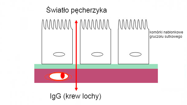 Ryc 2. Schematyczna ilustracja ścisłych połączeń między kom&oacute;rkami gruczołu mlekowego podczas fazy siary.
