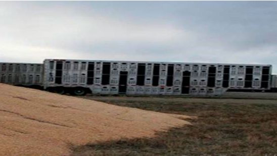 Zdjęcie 2. Bliskie sąsiedztwo skażonych pojazd&oacute;w transportowych i zewnętrznych magazyn&oacute;w kukurydzy. Dzięki uprzejmości dr Douga McDougalda.
