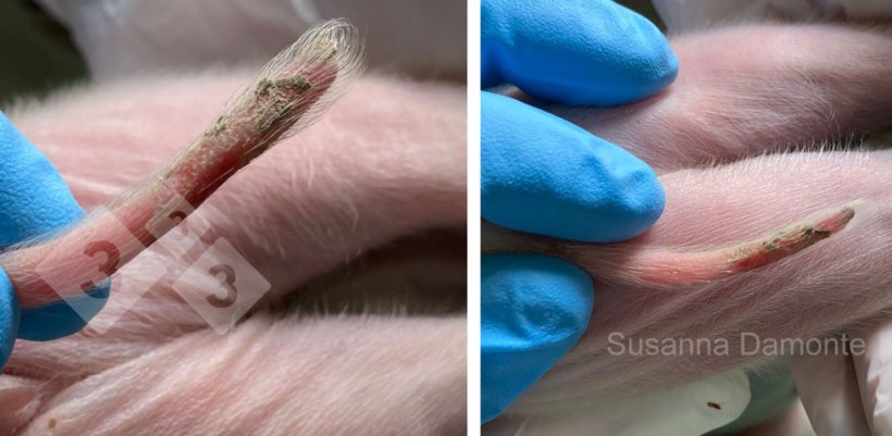 Rysunek 7. Zmiany na ogonie.
