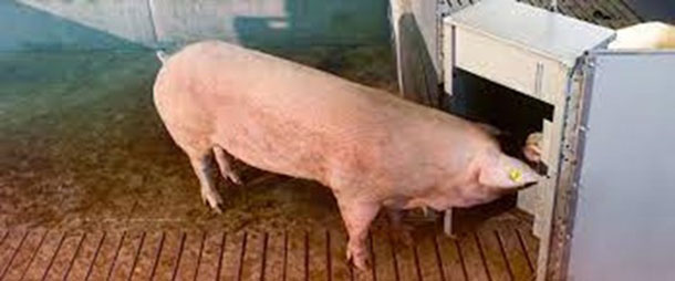 Fot. 1: Automatyczne wykrywanie rui. Zdjęcie dzięki uprzejmości Nedap
