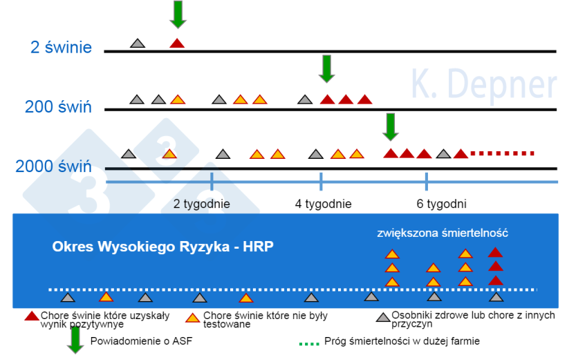 Rysunek 1. Okres wysokiego ryzyka a wielkość gospodarstwa. W mniejszych gospodarstwach na og&oacute;ł wcześniej wykrywamy ASF ze względu na niewielką liczbę zwierząt. W dużych gospodarstwach pierwsze zwierzęta, kt&oacute;re zachorują i padną na ASF, mogą zostać przeoczone.
