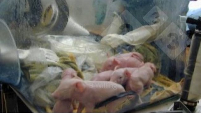 Ryc. 1. Uzyskiwanie świń wolnych od wszystkich wykrywalnych mikroorganizmów (germ free)