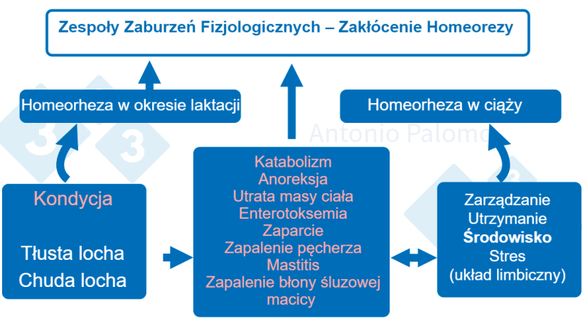 Rys1. Zaburzenia metaboliczne u loch.&nbsp;Patofizjologia poporodowa, 2015. (Palomo, 2015).
