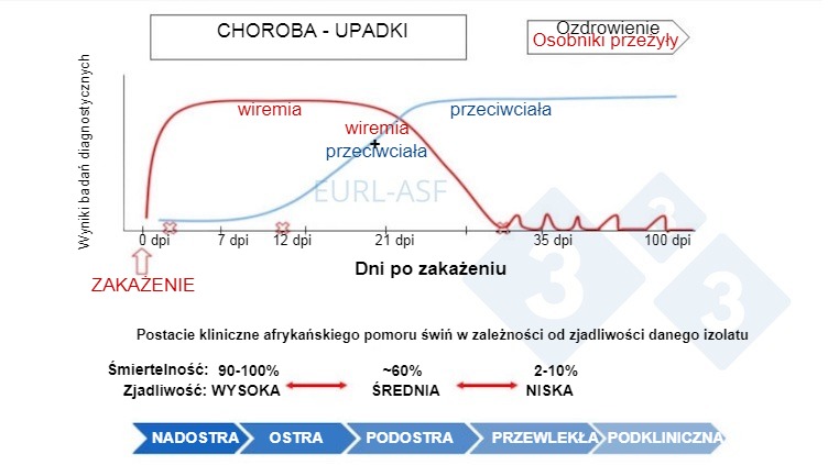Ryc. 1.&nbsp;Schemat wykrywania wirusa i przeciwciał, jak r&oacute;wnież zmienność wirulencji izolat&oacute;w po ekspozycji na ASF. Źr&oacute;dło: Laboratorium Referencyjne Unii Europejskiej dla afrykańskiego pomoru świń.

