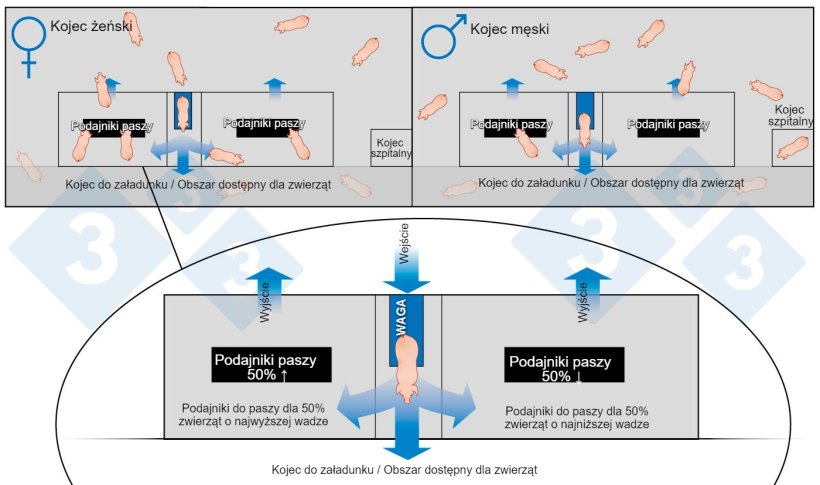 Rysunek 1: Schemat tuczarni z dużymi grupami i automatycznym sortowaniem.
