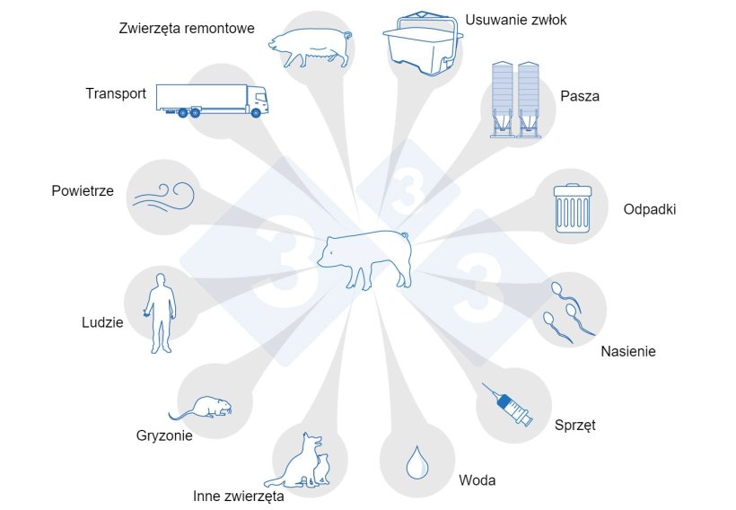 Ryc. 1. Drogi transmisji PRRS. Za: USSEC, 2021 and Broes &amp; Boutin, 2002.
