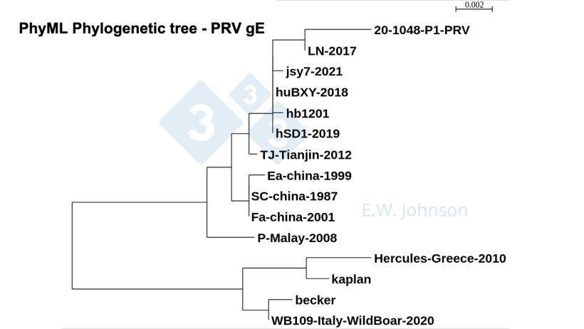 Ryc. 5.&nbsp;Drzewo filogenetyczne PhyML, PRV gE przedstawiające szczepy typu 1 (kaplan/becker -like), "klasyczne" szczepy typu 2 (Fa/SC/Ea-like) oraz szczepy o zwiększonej zjadliwości typu 2 (TJ/hb1201-like). Najnowsze PRV, ten przypadek [20-1048] i PRV ludzkiego zapalenia m&oacute;zgu hSD1-2019 łączą się w grupy z TJ/hb1201.
