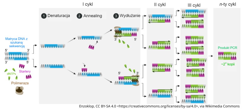 Schemat zasady działania PCR.
