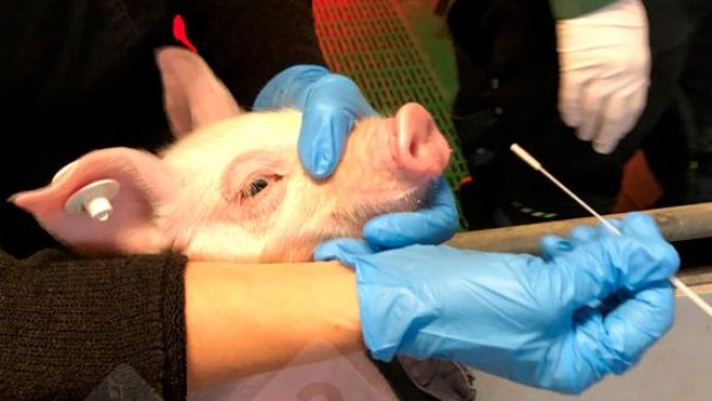 Fot. 1: Pobieranie wymazu z nosa od prosiąt (po lewej). Wymaz z nosa w pożywce chroniącej wirusa (po prawej).