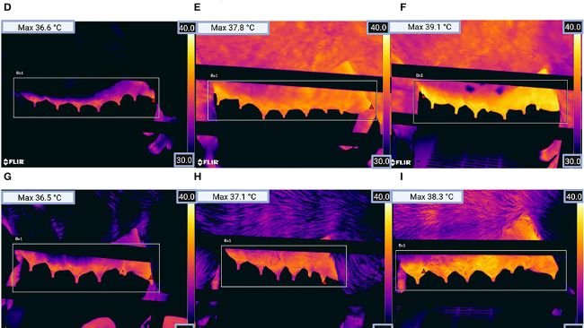 Ryc.2. Obrazy termograficzne lewego gruczołu mlekowego loch dla (A) grupy 1 ciąży (zdrowej), (B) grupy ciąży 1 (klinicznie podejrzanej), (C) grupy ciąży 1 (chorej), (D) grupy ciąży 2 (zdrowej), (E) grupy ciąży 2 (klinicznie podejrzanej), (F) grupa ciąży 2 (chora), (G) grupa ciąży 3 (zdrowa), (H) grupa ciąży 3 (klinicznie podejrzana), (I) grupa ciąży 3 (chora), (J) grupa ciąży 4 (zdrowa), (K) grupa ciąży 4 (klinicznie podejrzana) i (L) grupa ciąży 4 (chora). Czerwony trójkąt wewnątrz prostokąta na obrazie pokazuje pozycję piksela o najwyższej temperaturze (patrz Maksymalna temperatura w lewym górnym rogu obrazu). (Rysunek został stworzony za pomocą BioRender.com)