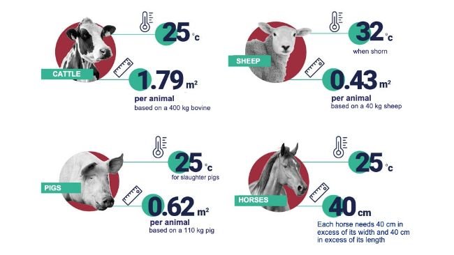Recommended space and temperatures per animal. Source: EFSA.