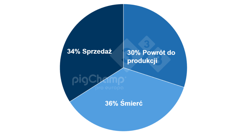Wykres 2. Rozkład loch, od kt&oacute;rych odsadzono zero prosiąt według ich dalszego losu

