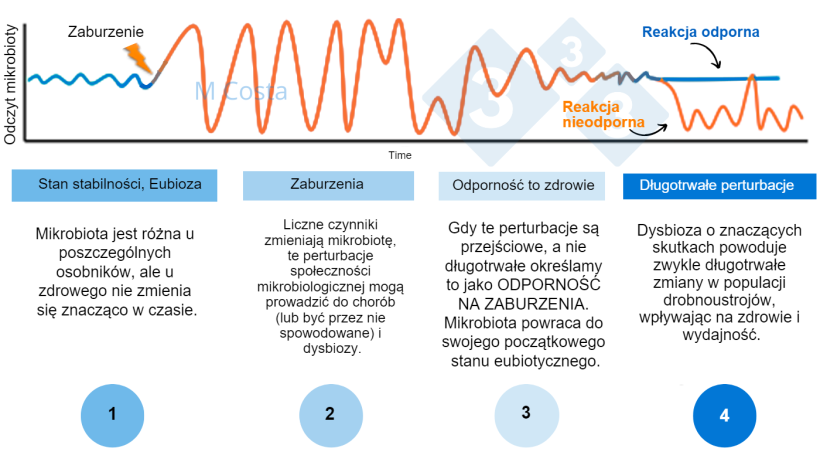 Rysunek 1 &ndash; Hipotetyczny schemat przedstawiający odpowiedź mikrobioty na zaburzenie. 1) Zdrowe osobniki mają normalny stopień zr&oacute;żnicowania mikrobioty, kt&oacute;ry nie prowadzi do choroby (jest to określane mianem eubiozy), 2) Perturbacja (np. stres cieplny) może prowadzić do niestabilności mikrobioty, powodując chorobę. 3) Odporna mikrobiota powr&oacute;ci do stanu podobnego do tego sprzed perturbacji, gdzie nie ma choroby. 4) Mikrobiota, kt&oacute;ra nie jest odporna, nie "odbije się" od dna, co spowoduje dysbiozę i przedłużający się stan chorobowy.
