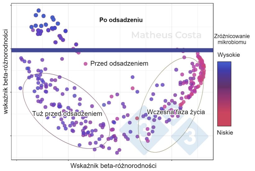 Ryc. 1. Wykres&nbsp; pokazujący powiązanie pomiędzy składem mikrobiomu świń we wczesnym okresie życia (0-7 dni), bezpośrednio przed odsadzeniem (21 dni) i po odsadzeniu (100 dni). Największe przesunięcie obserwuje się pomiędzy pr&oacute;bkami przed odsadzeniem i po odsadzeniu. R&oacute;żnorodność alfa jest najwyższa po odsadzeniu (pokazana jako "r&oacute;żnorodność mikrobiomu").
