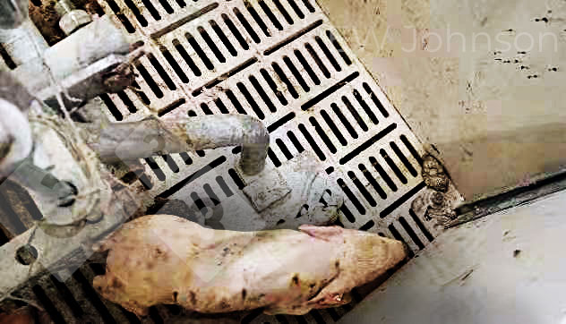 Ryc. 1.&nbsp;Prosię z gorączką >40&deg; C, brakiem koordynacji, drżeniem, depresją i biegunką.
