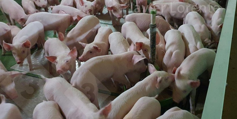 Fot. 6. Podajnik jest źle umiejscowiony, zbyt blisko przegrody między kojcami, przez co jeden z jego punkt&oacute;w dostępu jest praktycznie nieużywalny.
