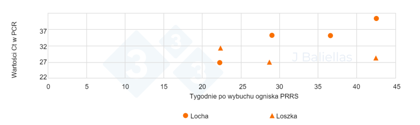 Wykres &nbsp;3. Zmiany wartości PCR Ct z pr&oacute;bek język&oacute;w martwo urodzonych prosiąt od loch pierwor&oacute;dek i wielor&oacute;dek w tygodniach po wybuchu epidemii PRRS.
