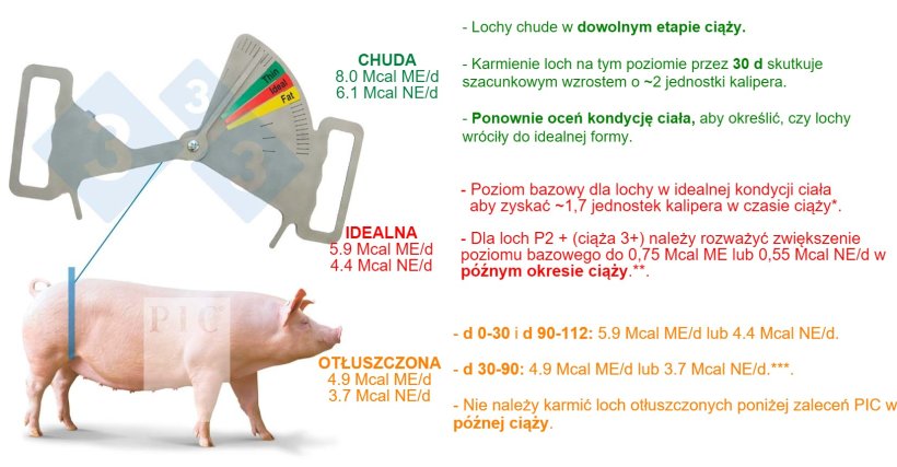 Karmienie i żywienie w ciąży. Lochy wielor&oacute;dki. Aktualizacja kwiecień 2022 r. Zakłada minimalne spożycie 11 gram&oacute;w strawnej lizyny dziennie w skali stada. *Oszacowano na podstawie lochy o masie ciała 200 kg. **Większość loch P2+ będzie miała masę ciała >200 kg. W p&oacute;źnym okresie ciąży ich masa ciała będzie wyższa i dlatego będą wymagały więcej paszy, aby zaspokoić swoje potrzeby w zakresie utrzymania kondycji. ***Przywr&oacute;cenie prawidłowej kondycji ciała otłuszczonej lochy w okresie ciąży jest bardzo trudne.
