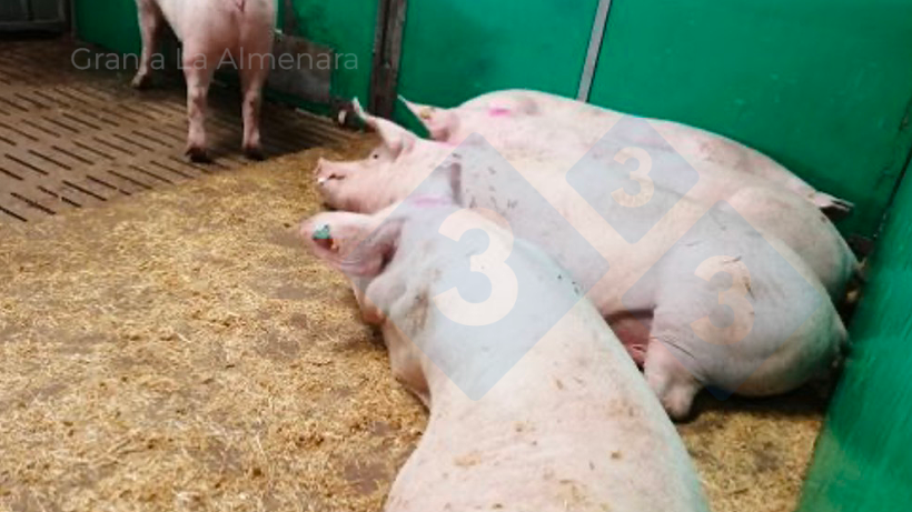 Fot. 9:&nbsp;Obszary odpoczynku w kojcach porodowych mają litą podłogę, co ułatwia umieszczenie w nich słomy
