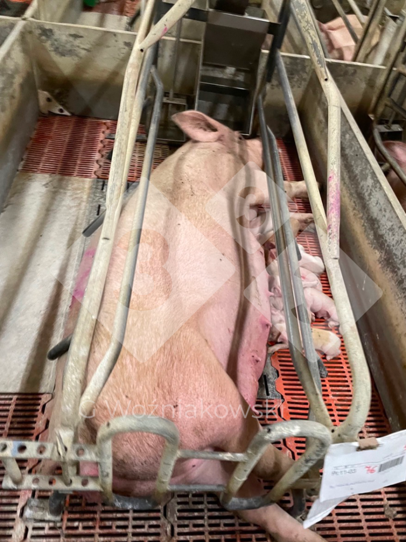 Rys.1. Najbardziej wrażliwą na mikroorganizmy grupą wiekową świń są prosięta, zwłaszcza w okresie poodsadzeniowym.
