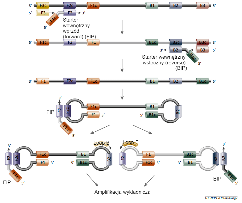 Rys. 2. Tworzenie pętli DNA w reakcji polimerazy LAMP. Źr&oacute;dło:&nbsp;Alhassan et al. 2015.

