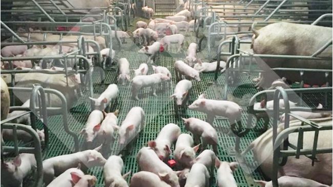 Ryc 1. Grupa prosiąt socjalizujących się w porod&oacute;wce
