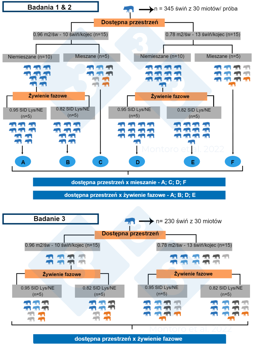 Ryc. 2.&nbsp;Schematyczna ilustracja projektu eksperymentu w pr&oacute;bach 1, 2 i 3. W pr&oacute;bach 1 i 2 projekt eksperymentalny był układem dwuczynnikowym 2 &times; 2 z odpowiednio dostępną&nbsp; przestrzenią x mieszaniem i dostępną przestrzenią x karmieniem fazowym jako zabiegami. W pr&oacute;bie 3 projekt eksperymentalny był układem czynnikowym 2 &times; 2 z dostępną przestrzenią i karmieniem fazowym jako zabiegami, a mieszanie zastosowano do wszystkich kojc&oacute;w. Źr&oacute;dło: Montoro et al. 2022.

