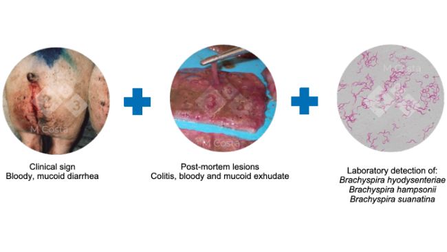 Ryc. 2. Triada proponowanych kryteri&oacute;w potwierdzających diagnozę dyzenterii świń w danym stadzie.&nbsp;
