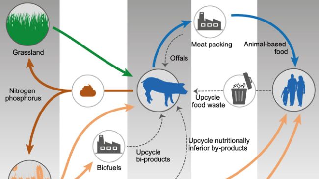 Na podstawie Shurson i Urriola 2022.
