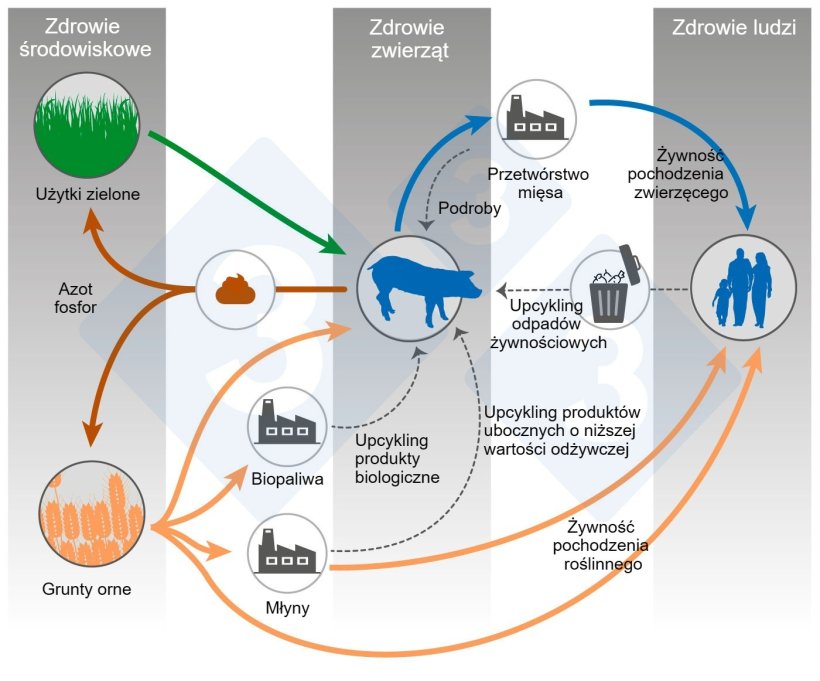 Na podstawie Shurson i Urriola 2022.
