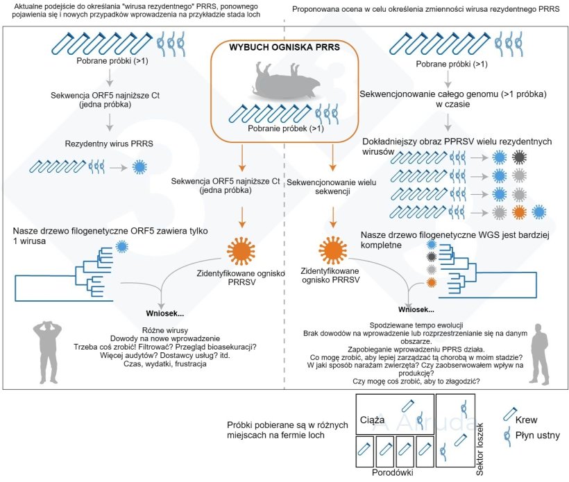 Ryc. 1. Ilustracja przykładu obecnego powszechnego podejścia do określania wariantu PRRSV w gospodarstwie (lewy panel) i proponowanej przez nas oceny w celu określenia zmienności wirusa rezydentnego PRRSV (prawy panel).
