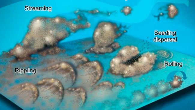 Ryc. 7. Bakterie biofilmu mogą poruszać się na wiele sposobów: zbiorowo w falach, tocząc się po powierzchni, złuszczając się w grupach lub indywidualnie rozproszone w strumieniu wody. Źródło: Center for Biofilm Engineering, Montana State University.