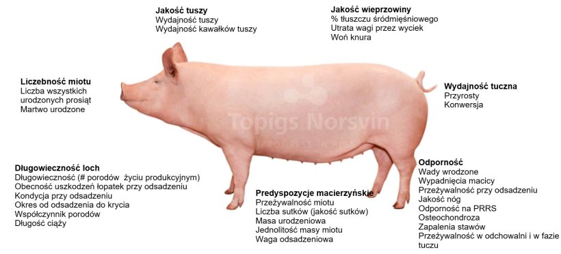 Wskaźniki uwzględnione w celu selekcji linii TN70
