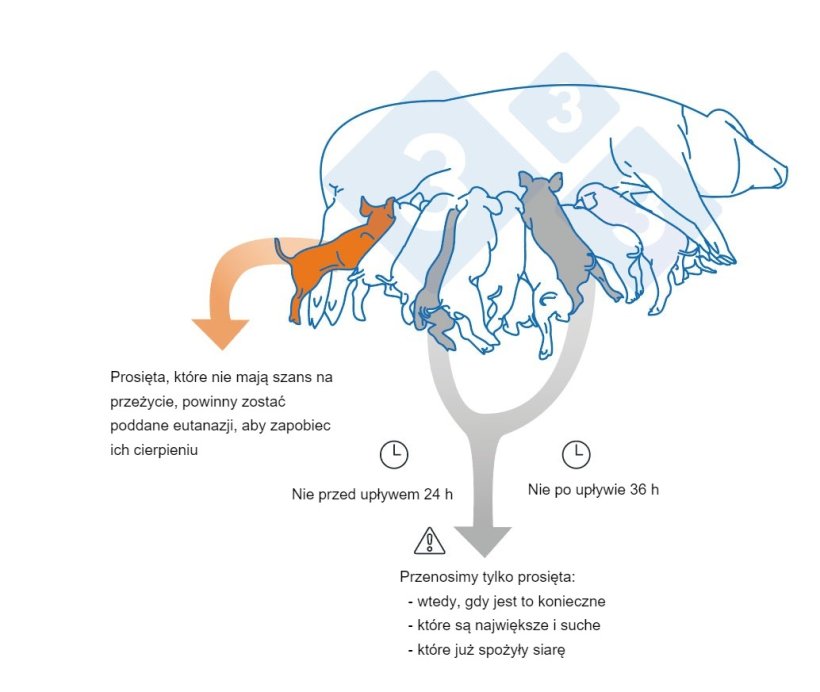 Kluczowe punkty, kt&oacute;re należy wziąć pod uwagę podczas przenoszenia prosiąt.

