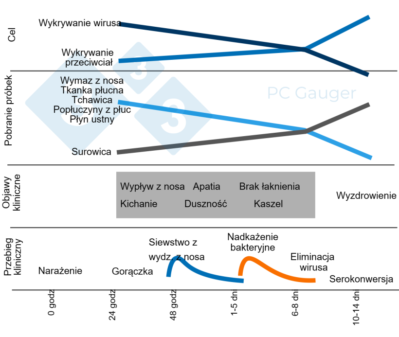 Rysunek 1. Ukierunkowane pobieranie pr&oacute;bek do bezpośredniego lub pośredniego wykrywania i diagnozowania zakażenia wirusem grypy typu A u świń. Pobieranie pr&oacute;bek do bezpośredniego wykrywania powinno odbywać się podczas wydalania wirusa na wczesnym etapie choroby klinicznej. Pośrednie wykrywanie przeciwciał grypy powinno nastąpić po usunięciu wirusa i być ukierunkowane na odpowiedź immunologiczną na zakażenie.
