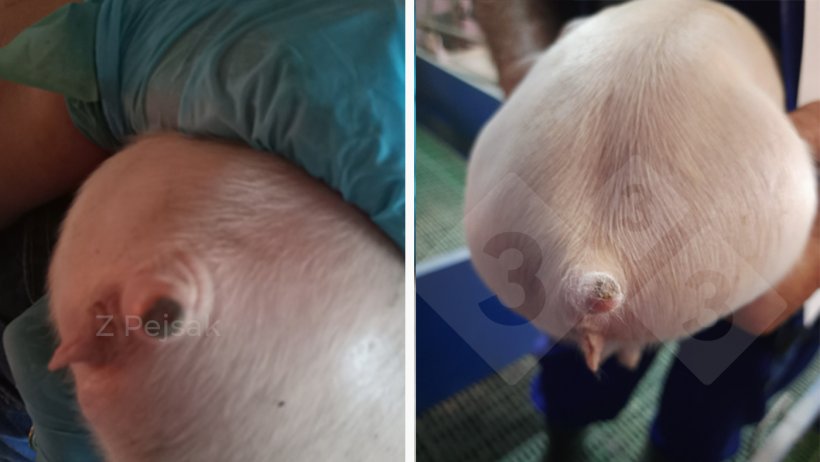 Zdjęcie 2. Kilkudniowe prosię w dniu obcinania ogona (po lewej) i trzy dni p&oacute;źniej (po prawej).
