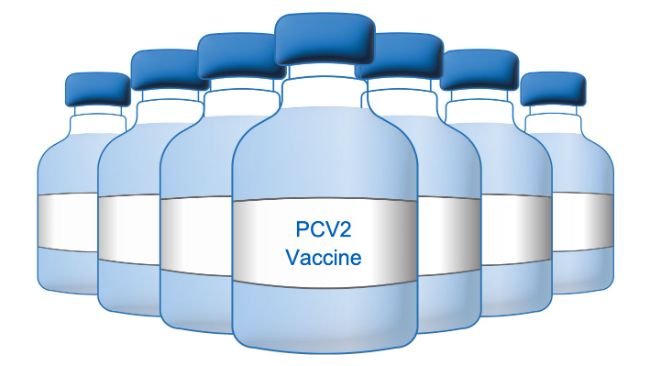 PCV2 Vaccine