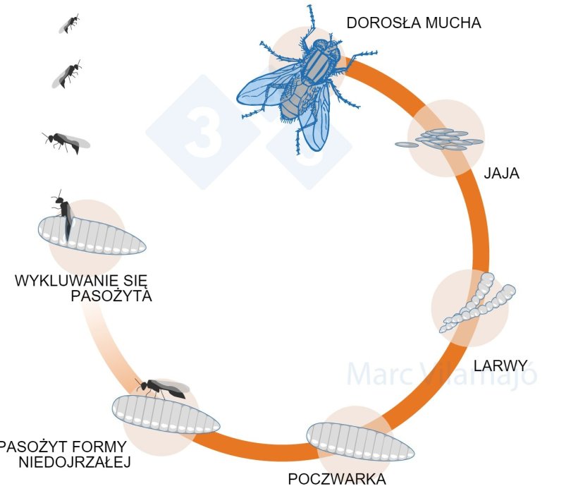 Wykres 3. Cykl życiowy muchy przerwany przez parazytoida.
