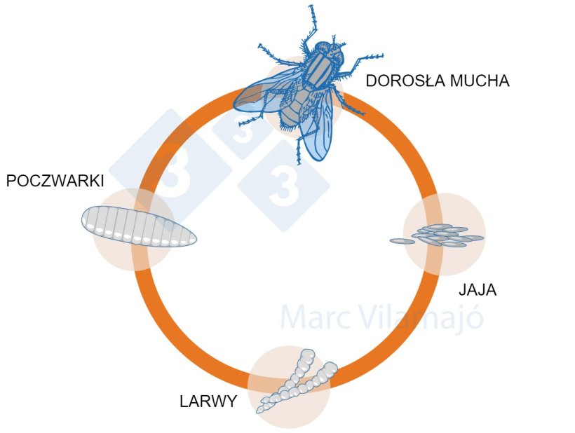 Wykres 1.&nbsp;Cykl życiowy muchy
